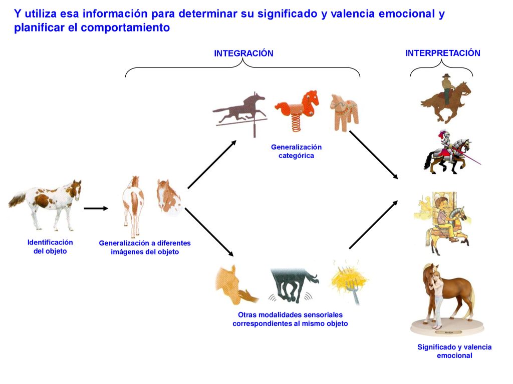Y utiliza esa información para determinar su significado y valencia emocional y planificar el comportamiento