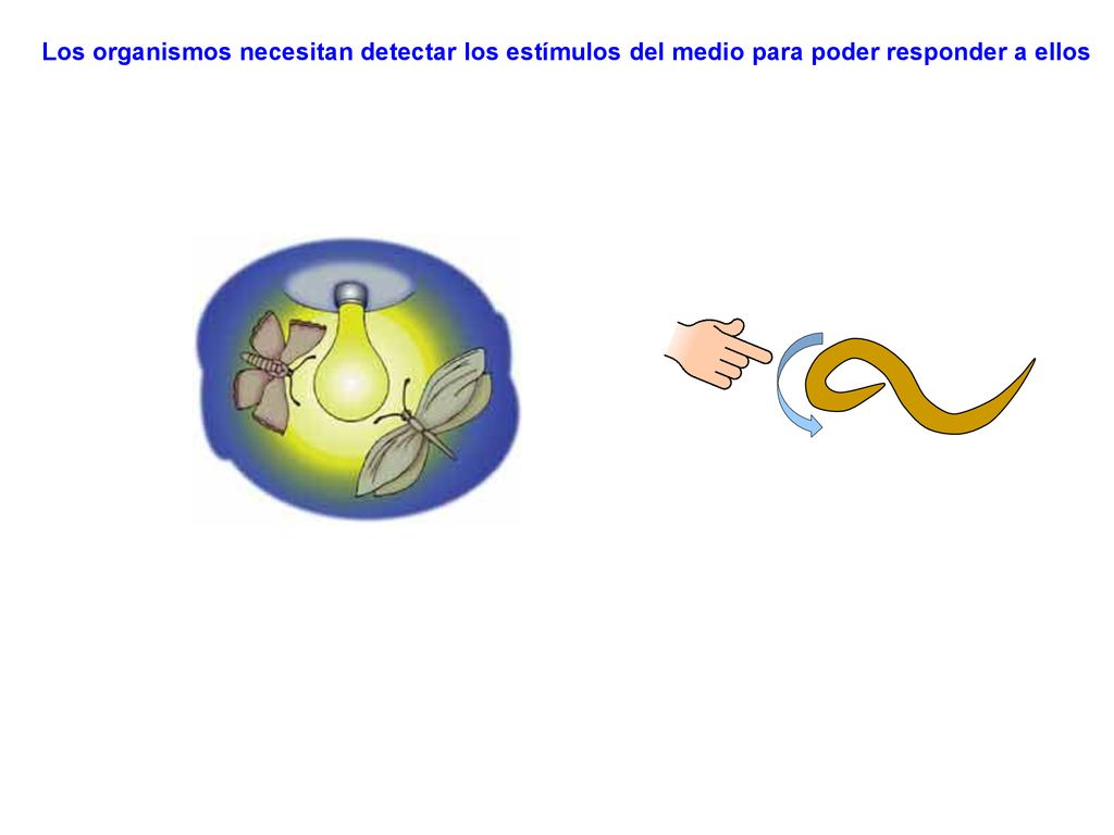 Los organismos necesitan detectar los estímulos del medio para poder responder a ellos