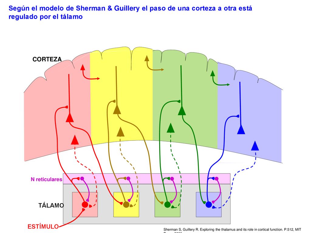 Según el modelo de Sherman & Guillery el paso de una corteza a otra está regulado por el tálamo