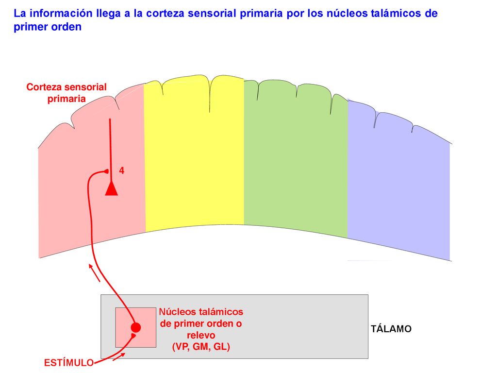Corteza sensorial primaria Núcleos talámicos de primer orden o relevo