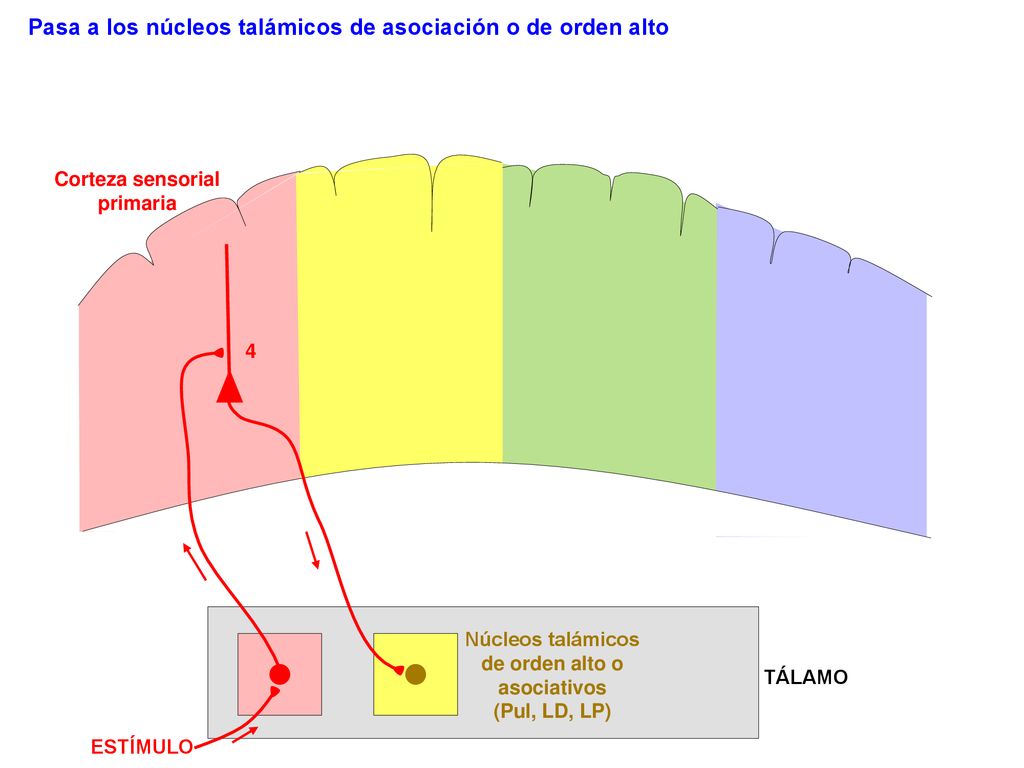 Pasa a los núcleos talámicos de asociación o de orden alto