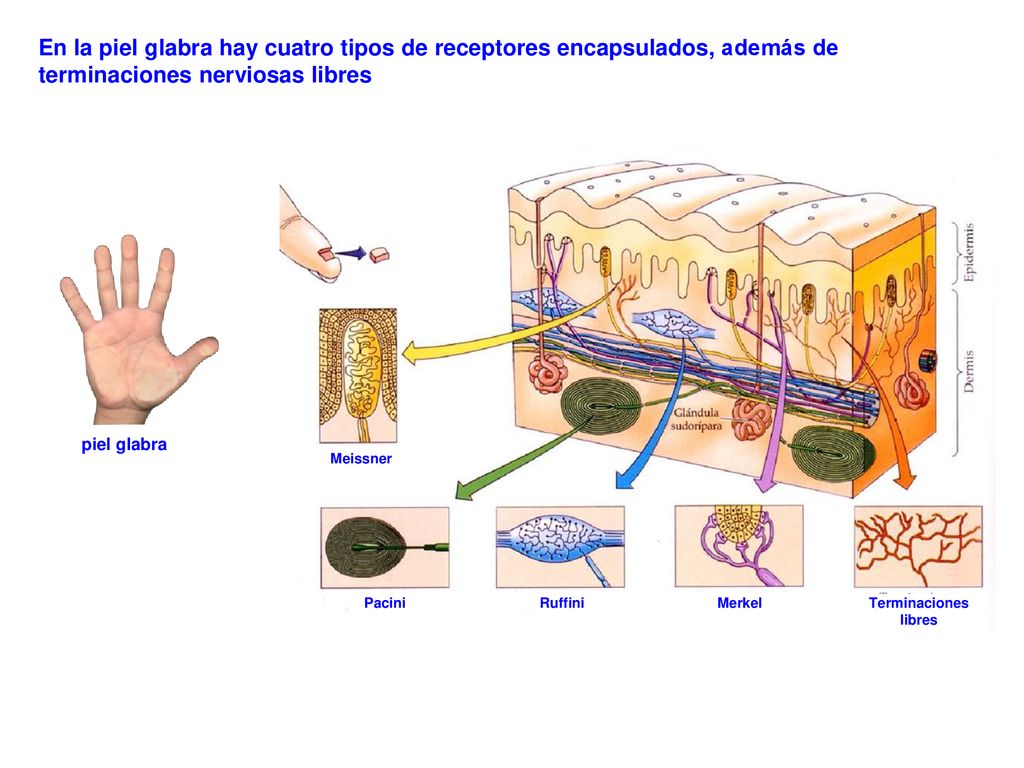 En la piel glabra hay cuatro tipos de receptores encapsulados, además de terminaciones nerviosas libres