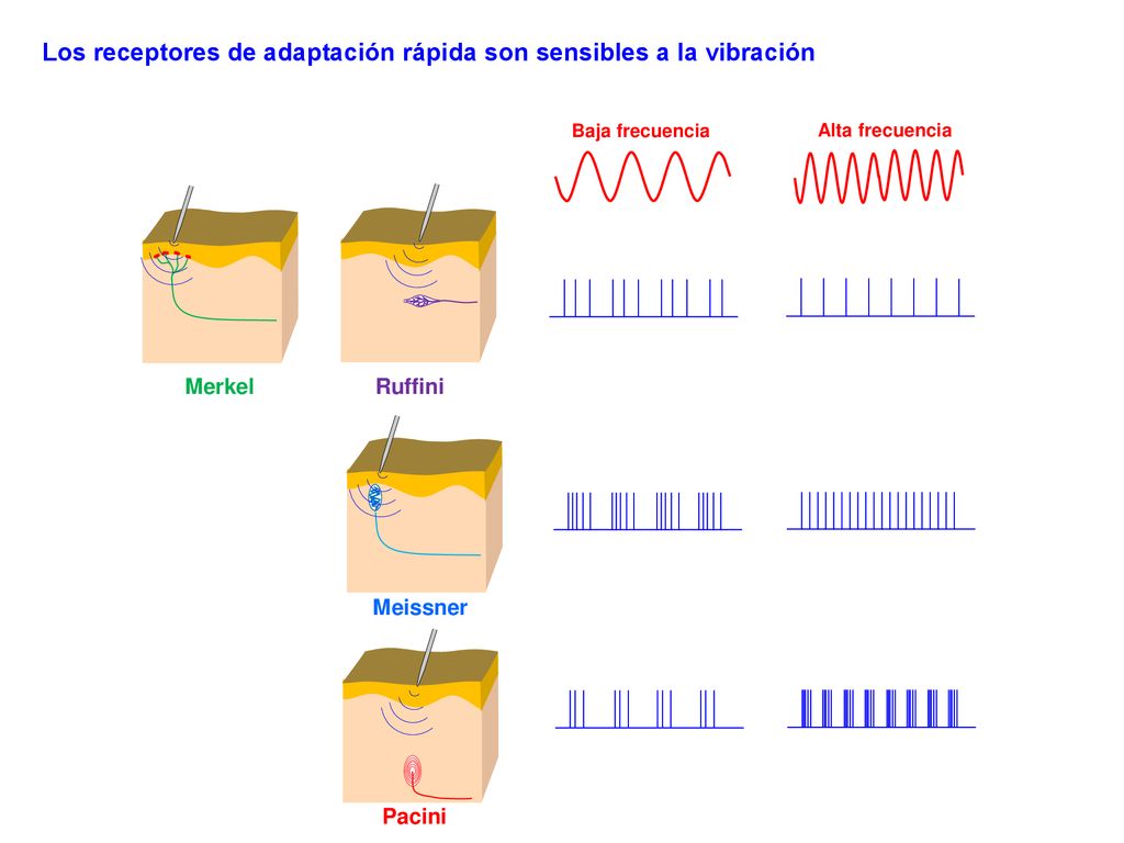 Los receptores de adaptación rápida son sensibles a la vibración