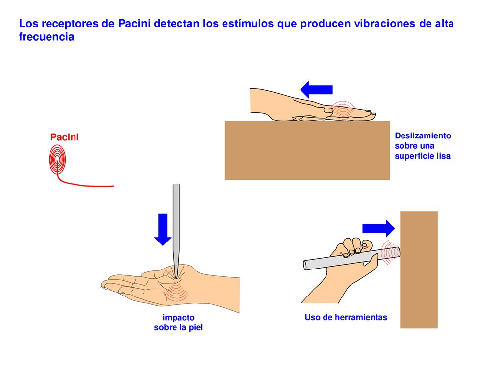 Los receptores de Pacini detectan los estímulos que producen vibraciones de alta frecuencia