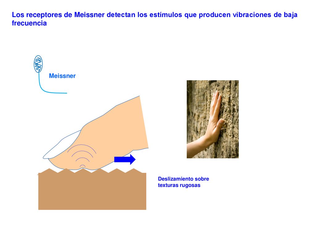 Los receptores de Meissner detectan los estímulos que producen vibraciones de baja frecuencia