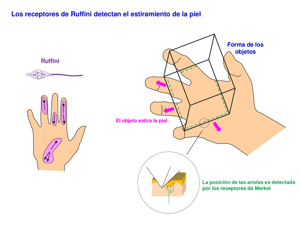 Los receptores de Ruffini detectan el estiramiento de la piel