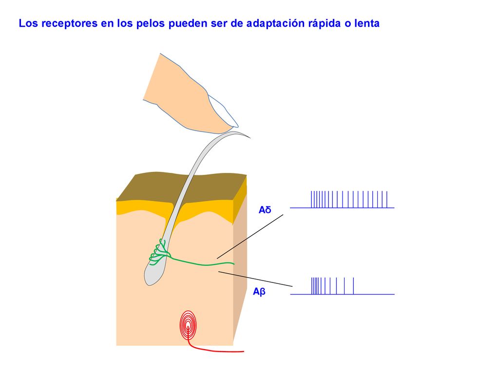 Los receptores en los pelos pueden ser de adaptación rápida o lenta