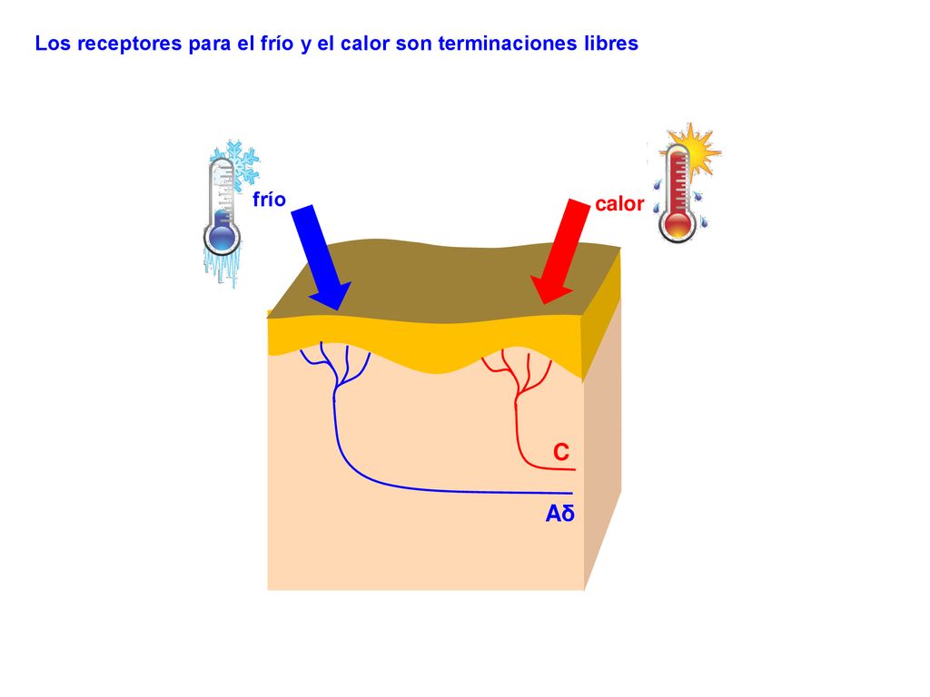 C Aδ Los receptores para el frío y el calor son terminaciones libres