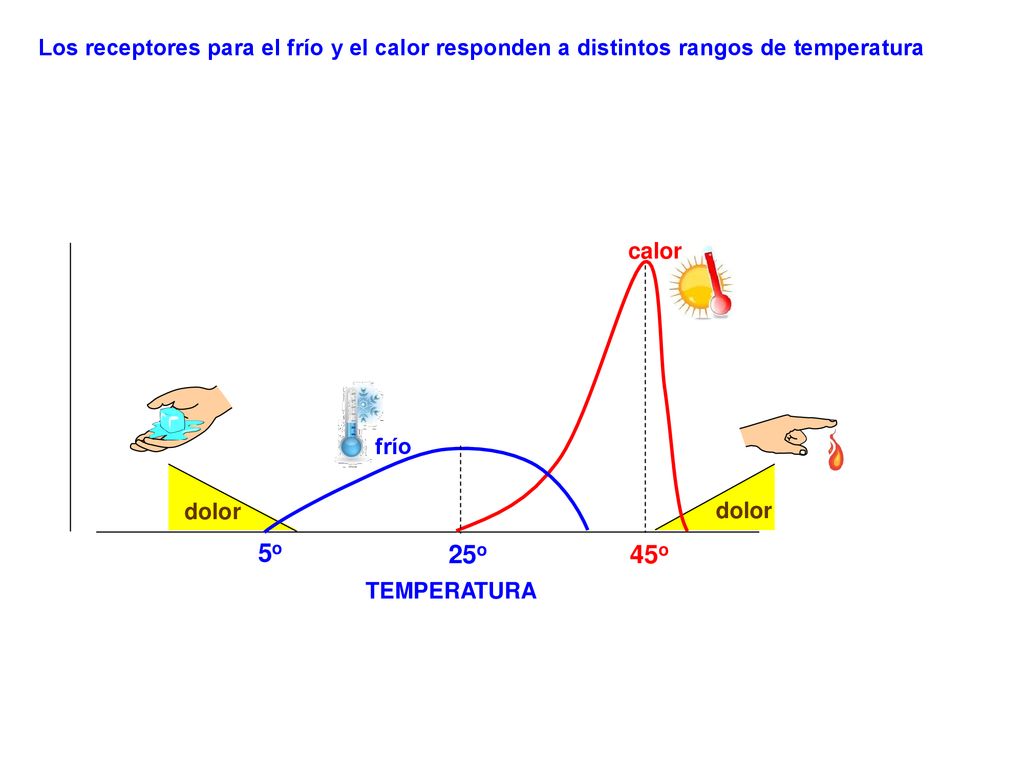 Los receptores para el frío y el calor responden a distintos rangos de temperatura