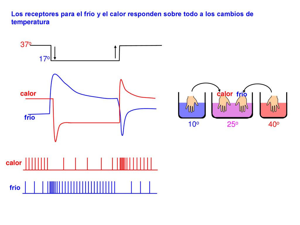 Los receptores para el frío y el calor responden sobre todo a los cambios de temperatura