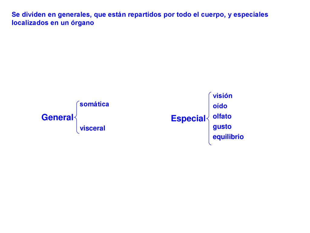 Se dividen en generales, que están repartidos por todo el cuerpo, y especiales localizados en un órgano