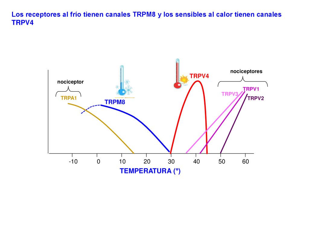 Los receptores al frío tienen canales TRPM8 y los sensibles al calor tienen canales TRPV4