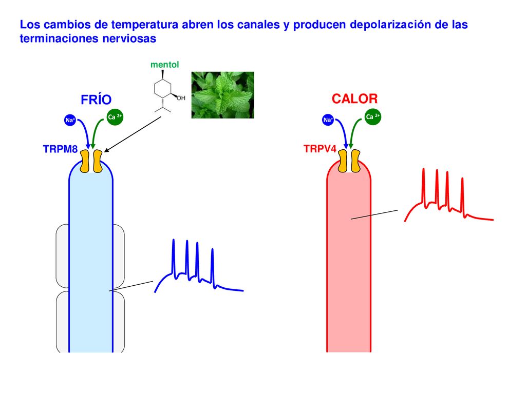 Los cambios de temperatura abren los canales y producen depolarización de las terminaciones nerviosas