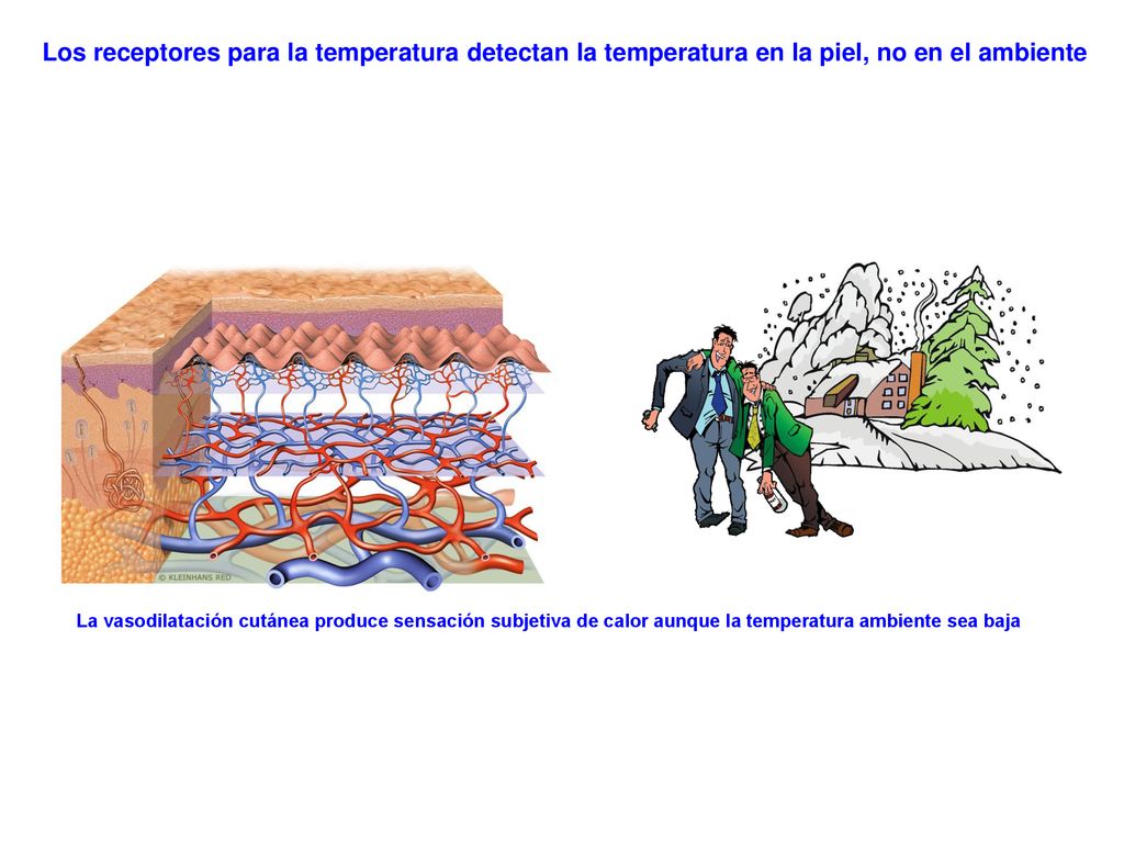 Los receptores para la temperatura detectan la temperatura en la piel, no en el ambiente