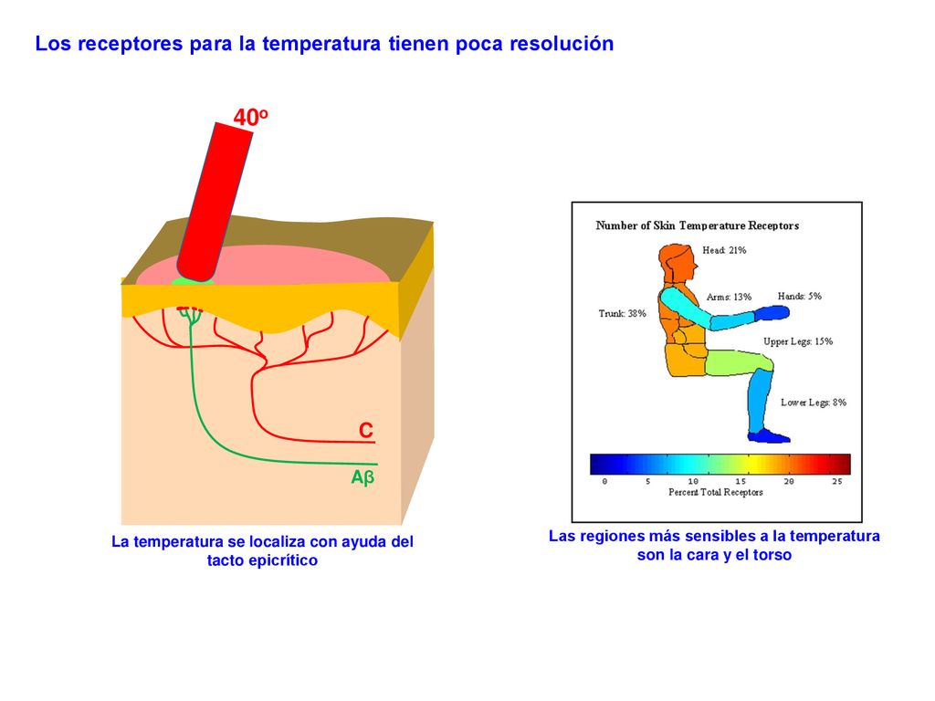 40o Los receptores para la temperatura tienen poca resolución C Aβ