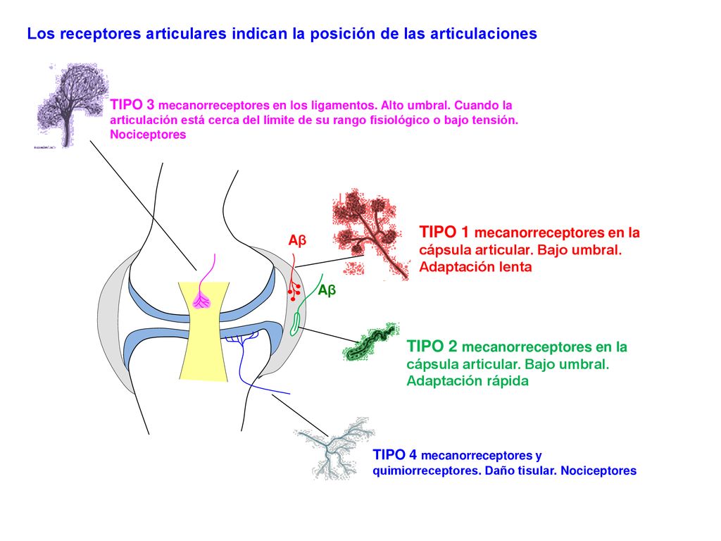 Los receptores articulares indican la posición de las articulaciones