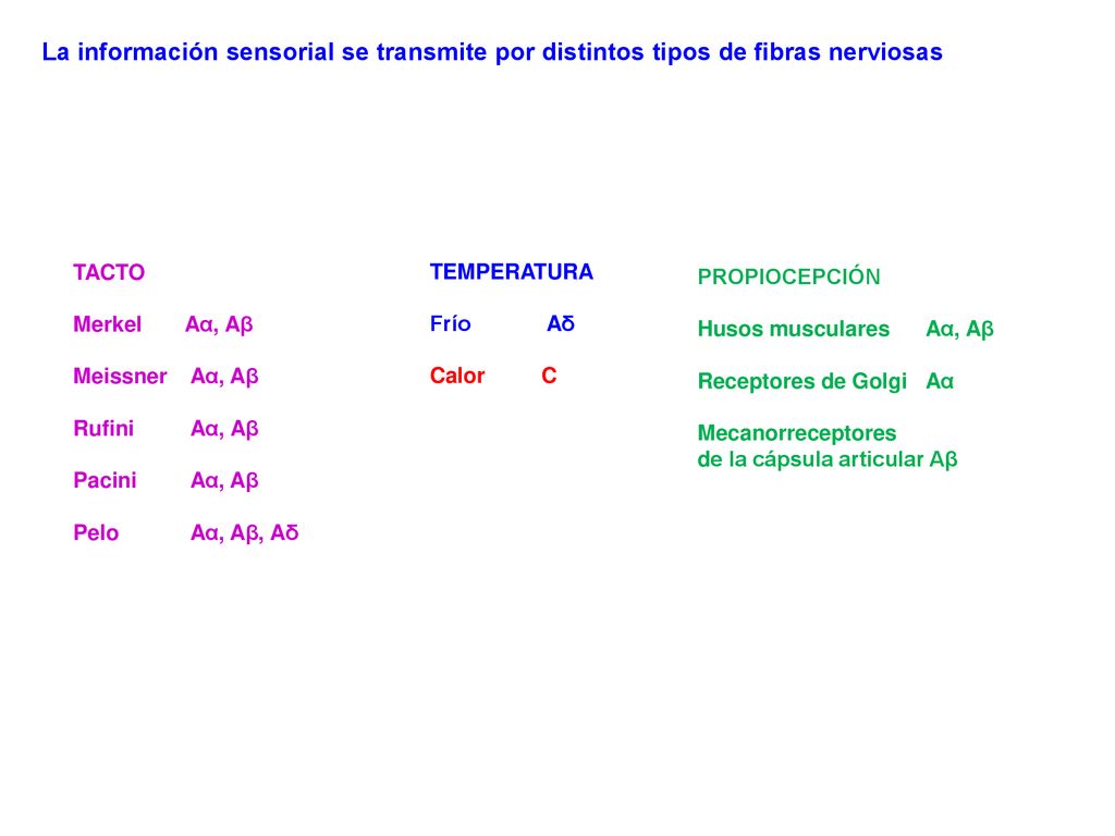 La información sensorial se transmite por distintos tipos de fibras nerviosas