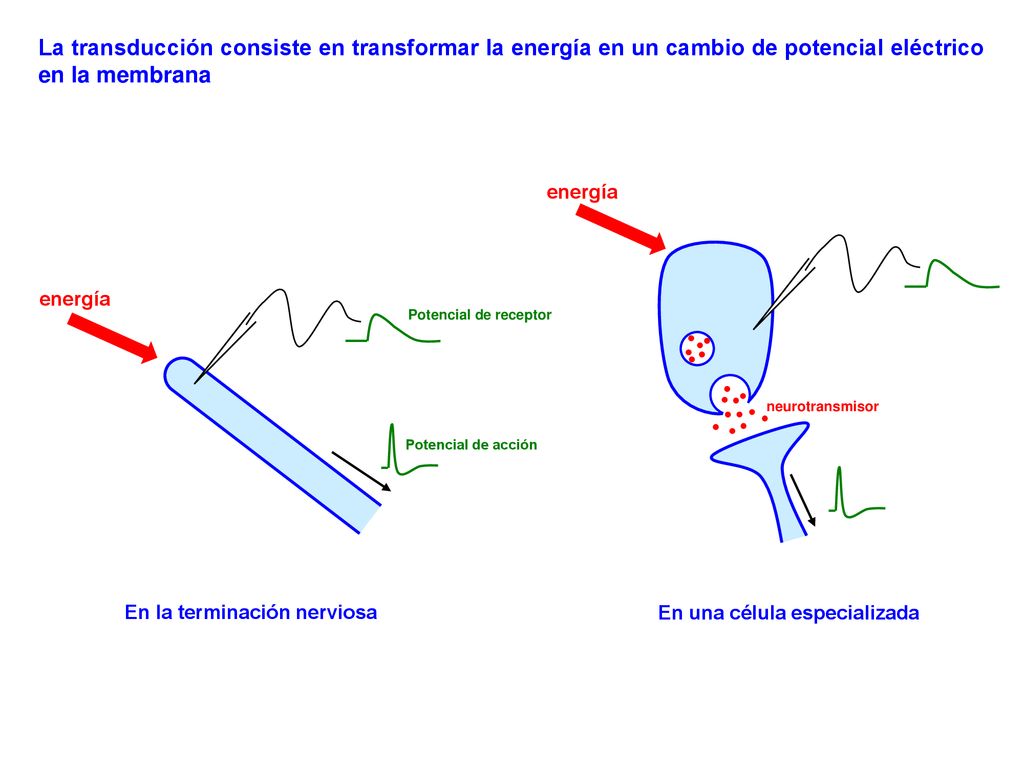 La transducción consiste en transformar la energía en un cambio de potencial eléctrico en la membrana