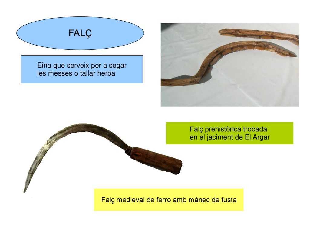 FALÇ Eina que serveix per a segar les messes o tallar herba