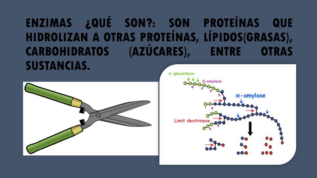 ENZIMAS ¿QUÉ SON : SON PROTEÍNAS QUE HIDROLIZAN A OTRAS PROTEÍNAS, LÍPIDOS(GRASAS), CARBOHIDRATOS (AZÚCARES), ENTRE OTRAS SUSTANCIAS.