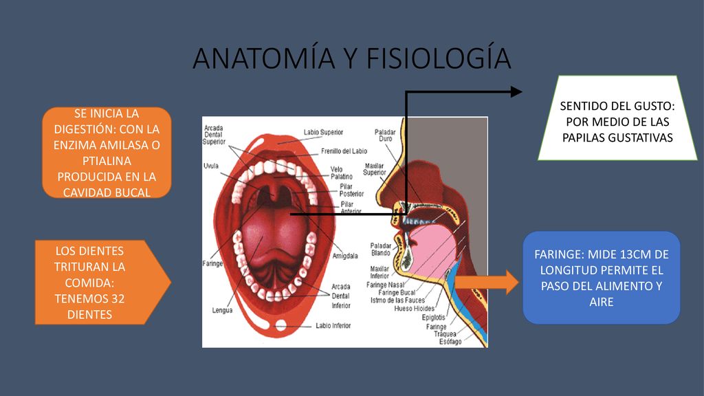 ANATOMÍA Y FISIOLOGÍA SENTIDO DEL GUSTO: POR MEDIO DE LAS PAPILAS GUSTATIVAS.