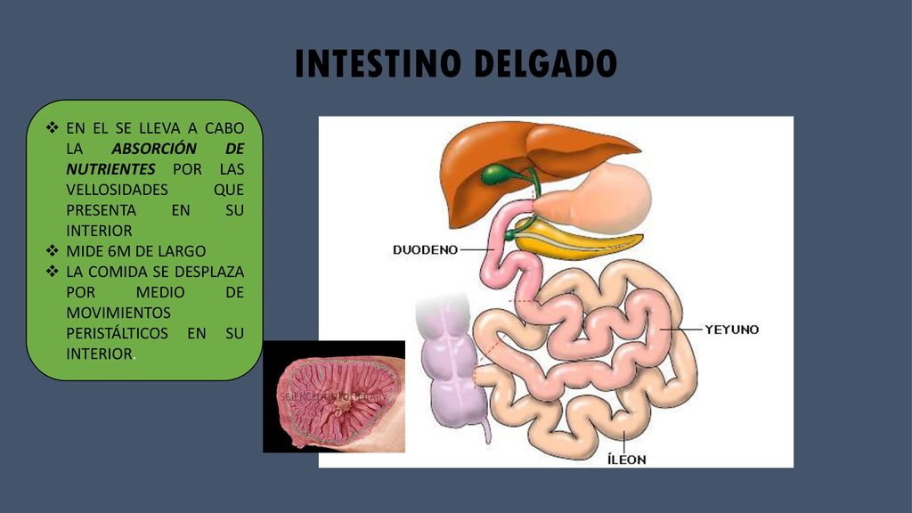 INTESTINO DELGADO EN EL SE LLEVA A CABO LA ABSORCIÓN DE NUTRIENTES POR LAS VELLOSIDADES QUE PRESENTA EN SU INTERIOR.