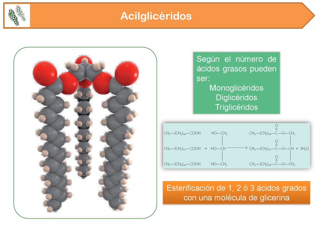 Esterificación de 1, 2 ó 3 ácidos grados con una molécula de glicerina