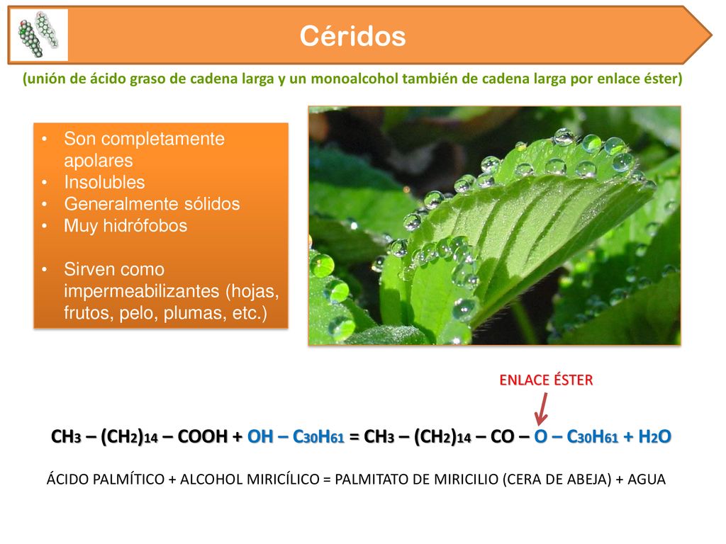 Céridos (unión de ácido graso de cadena larga y un monoalcohol también de cadena larga por enlace éster)