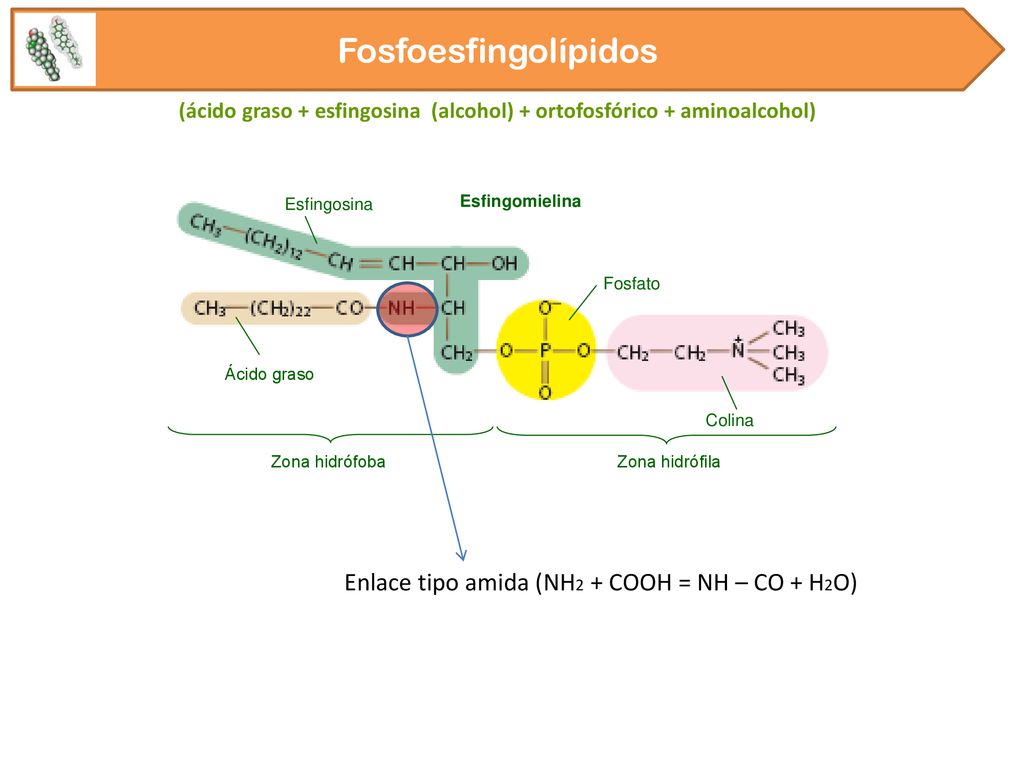 (ácido graso + esfingosina (alcohol) + ortofosfórico + aminoalcohol)