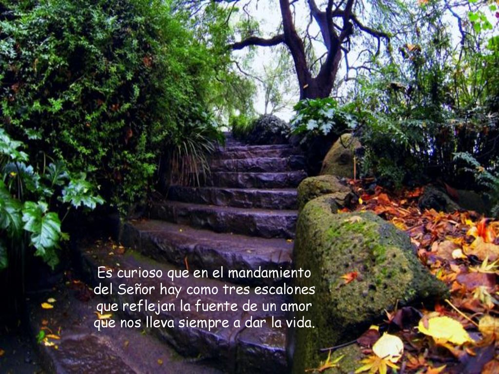 Es curioso que en el mandamiento del Señor hay como tres escalones que reflejan la fuente de un amor que nos lleva siempre a dar la vida.