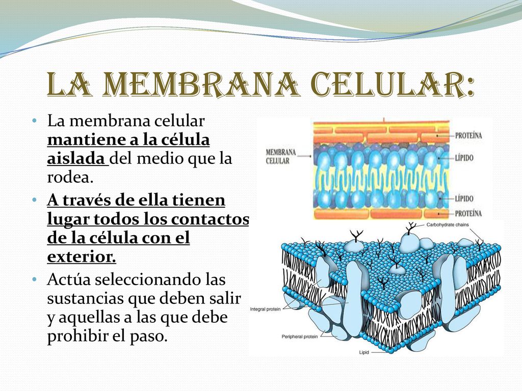 La Membrana Celular: La membrana celular mantiene a la célula aislada del medio que la rodea.