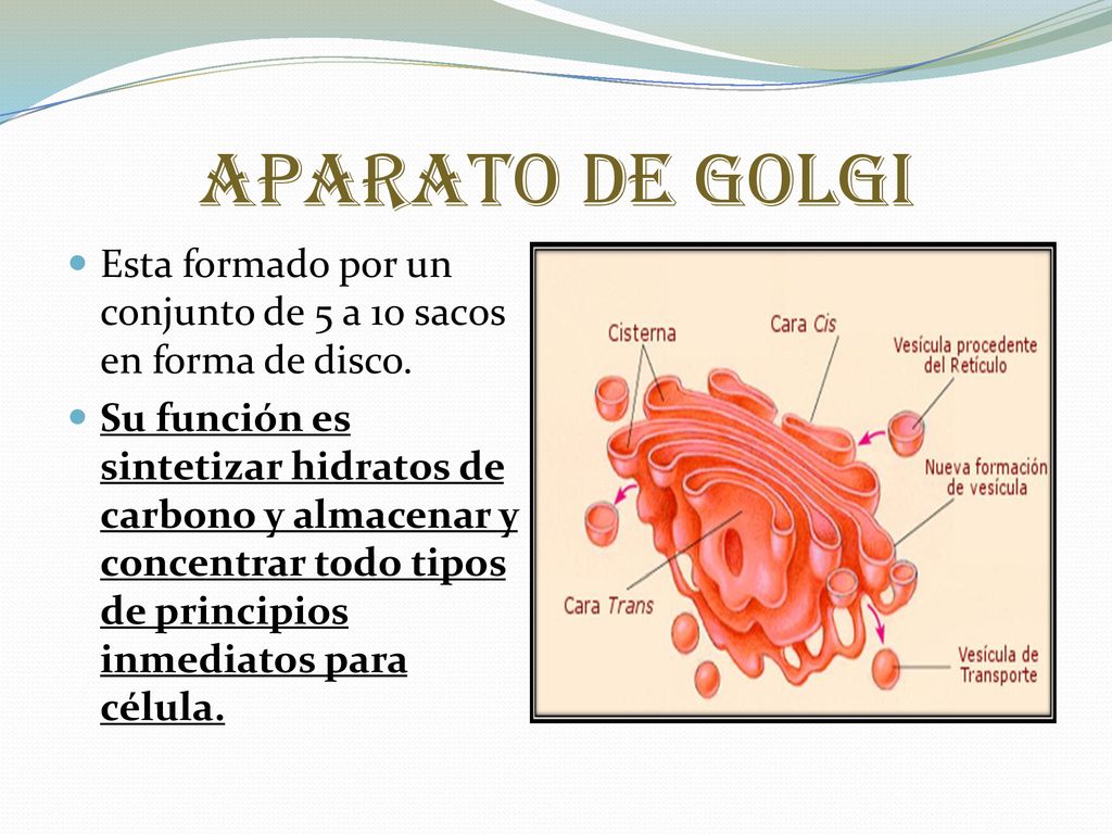 Aparato de Golgi Esta formado por un conjunto de 5 a 10 sacos en forma de disco.