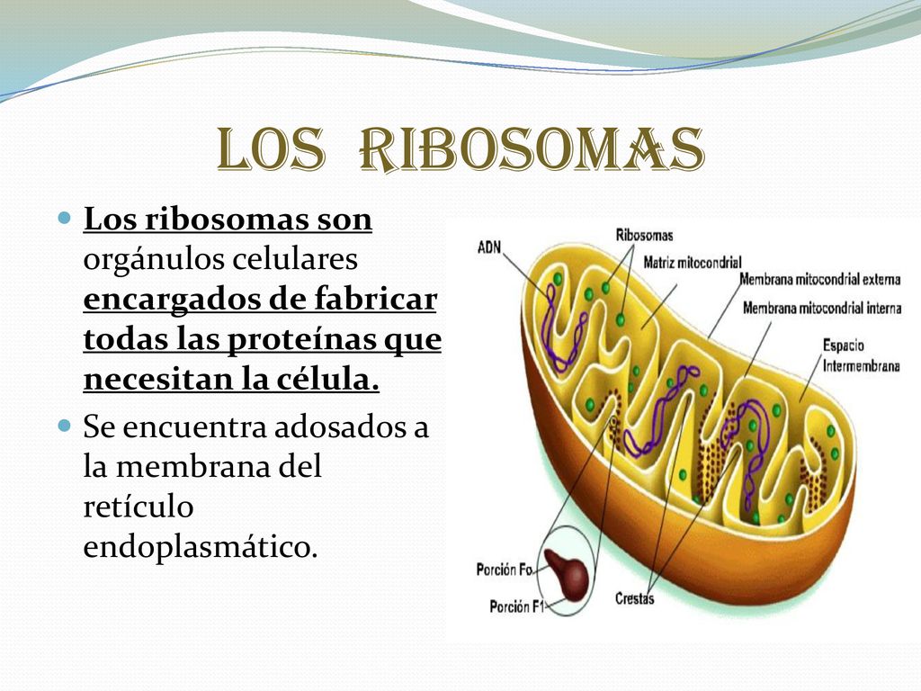 Los ribosomas Los ribosomas son orgánulos celulares encargados de fabricar todas las proteínas que necesitan la célula.