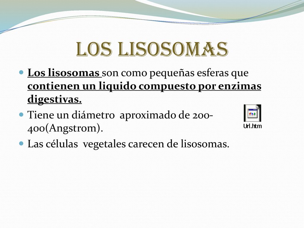 Los lisosomas Los lisosomas son como pequeñas esferas que contienen un liquido compuesto por enzimas digestivas.