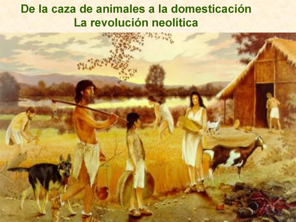 De la caza de animales a la domesticación La revolución neolítica
