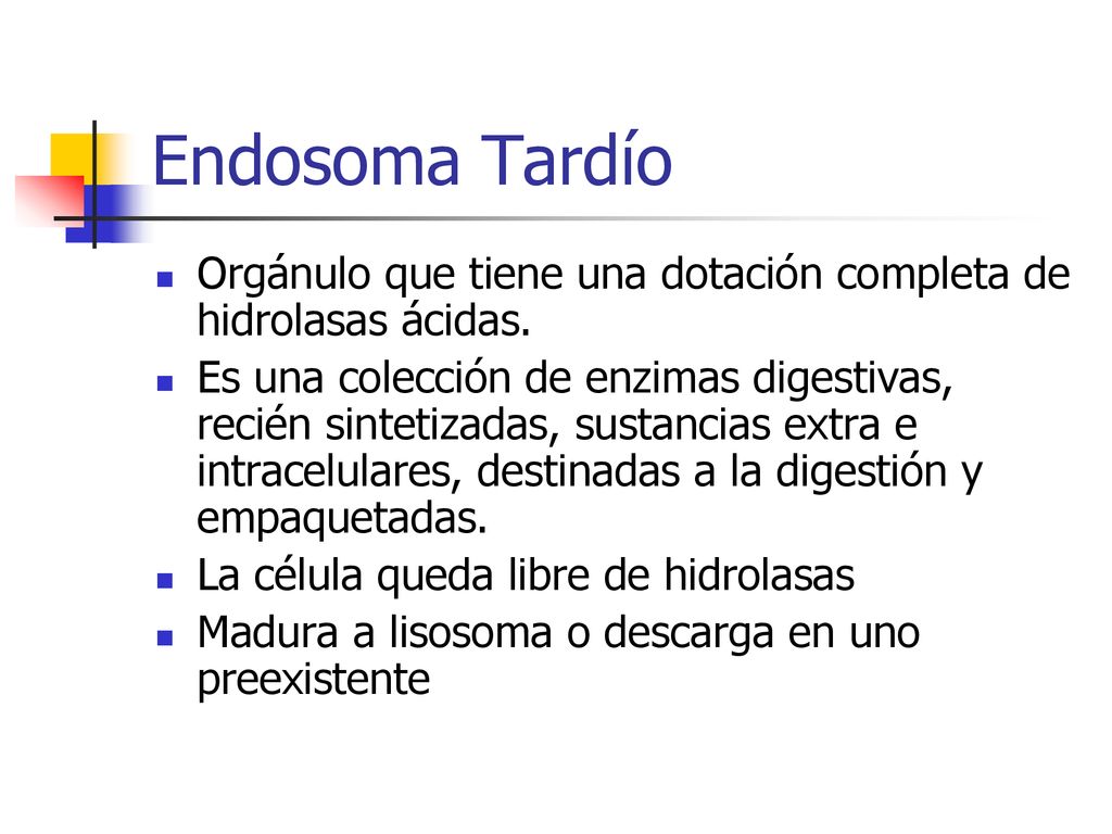 Endosoma Tardío Orgánulo que tiene una dotación completa de hidrolasas ácidas.