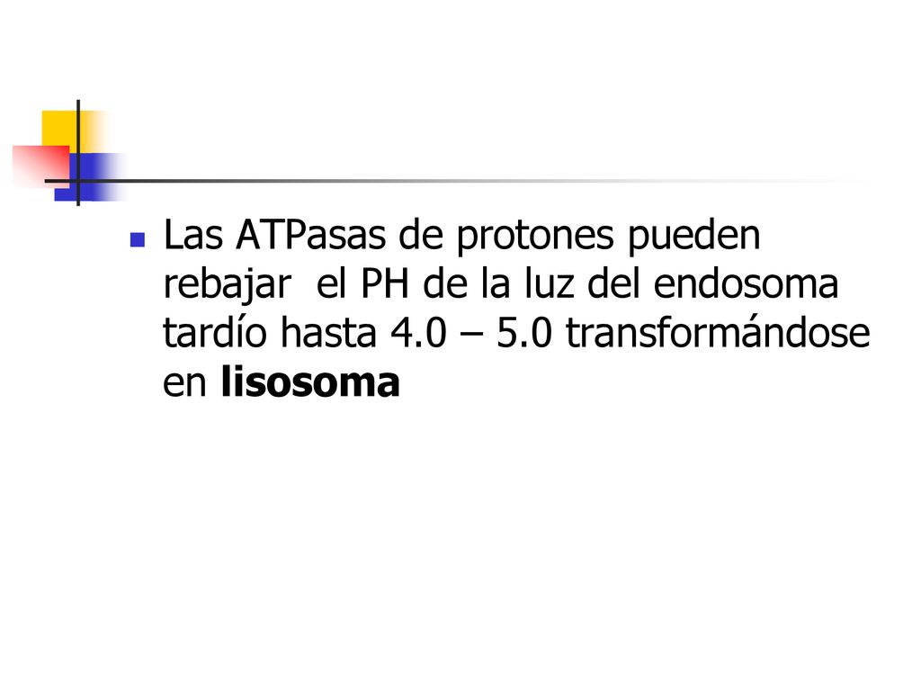 Las ATPasas de protones pueden rebajar el PH de la luz del endosoma tardío hasta 4.0 – 5.0 transformándose en lisosoma
