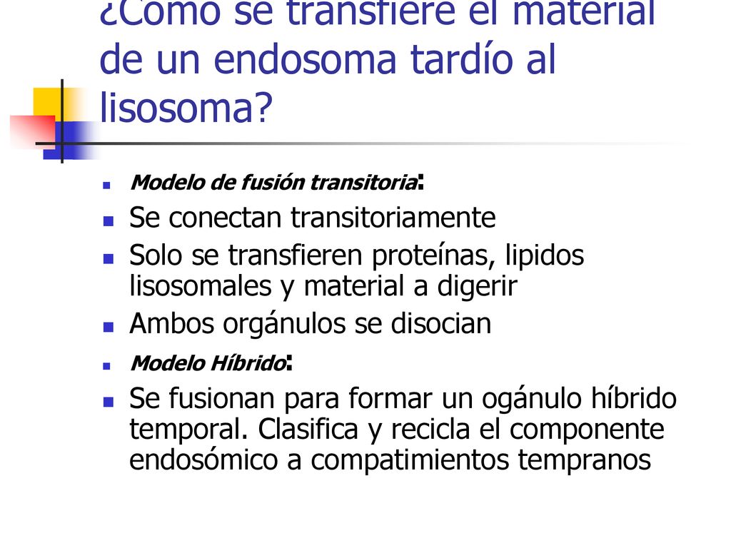 ¿Cómo se transfiere el material de un endosoma tardío al lisosoma