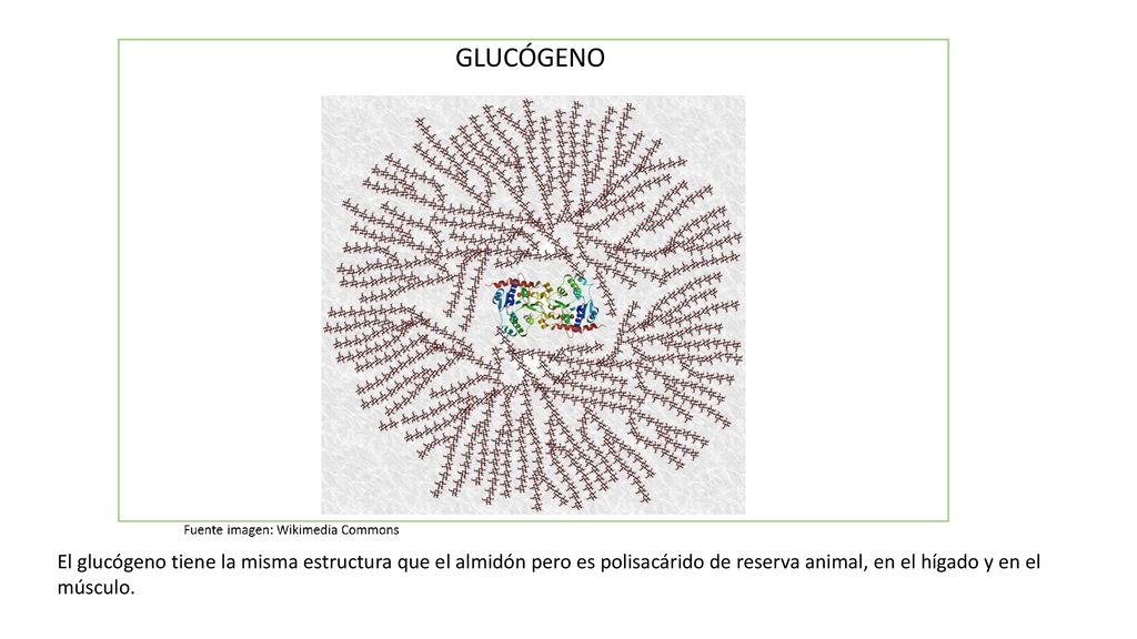 GLUCÓGENO El glucógeno tiene la misma estructura que el almidón pero es polisacárido de reserva animal, en el hígado y en el músculo.