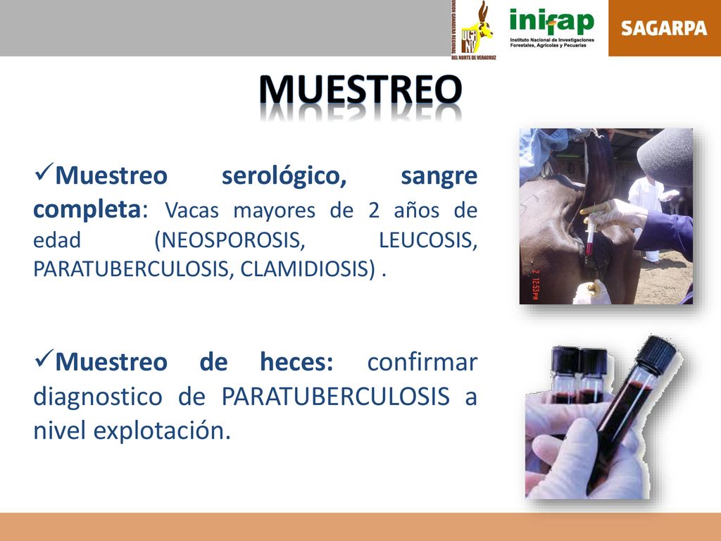 MUESTREO Muestreo serológico, sangre completa: Vacas mayores de 2 años de edad (NEOSPOROSIS, LEUCOSIS, PARATUBERCULOSIS, CLAMIDIOSIS) .