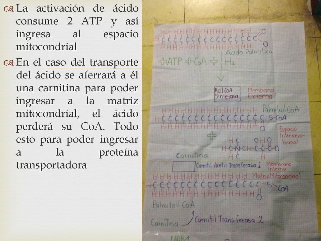 La activación de ácido consume 2 ATP y así ingresa al espacio mitocondrial