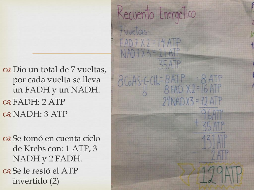 Dio un total de 7 vueltas, por cada vuelta se lleva un FADH y un NADH.