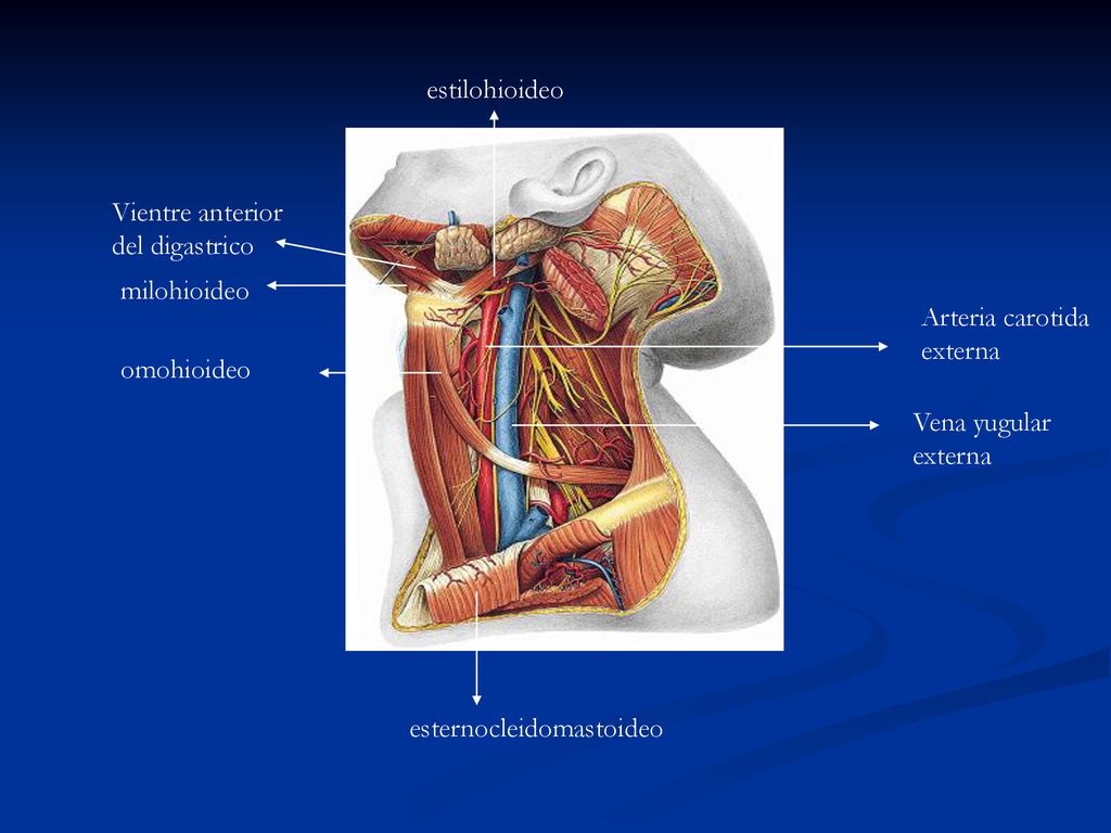 estilohioideo Vientre anterior del digastrico. milohioideo. Arteria carotida externa. omohioideo.
