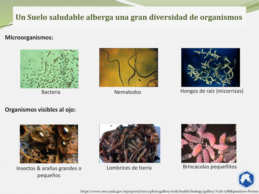 Un Suelo saludable alberga una gran diversidad de organismos