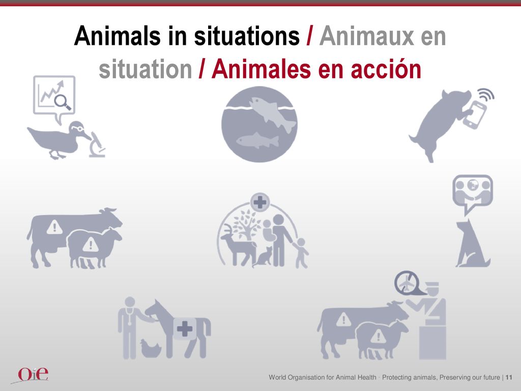 Animals in situations / Animaux en situation / Animales en acción