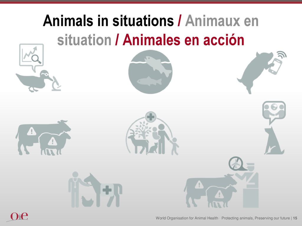 Animals in situations / Animaux en situation / Animales en acción