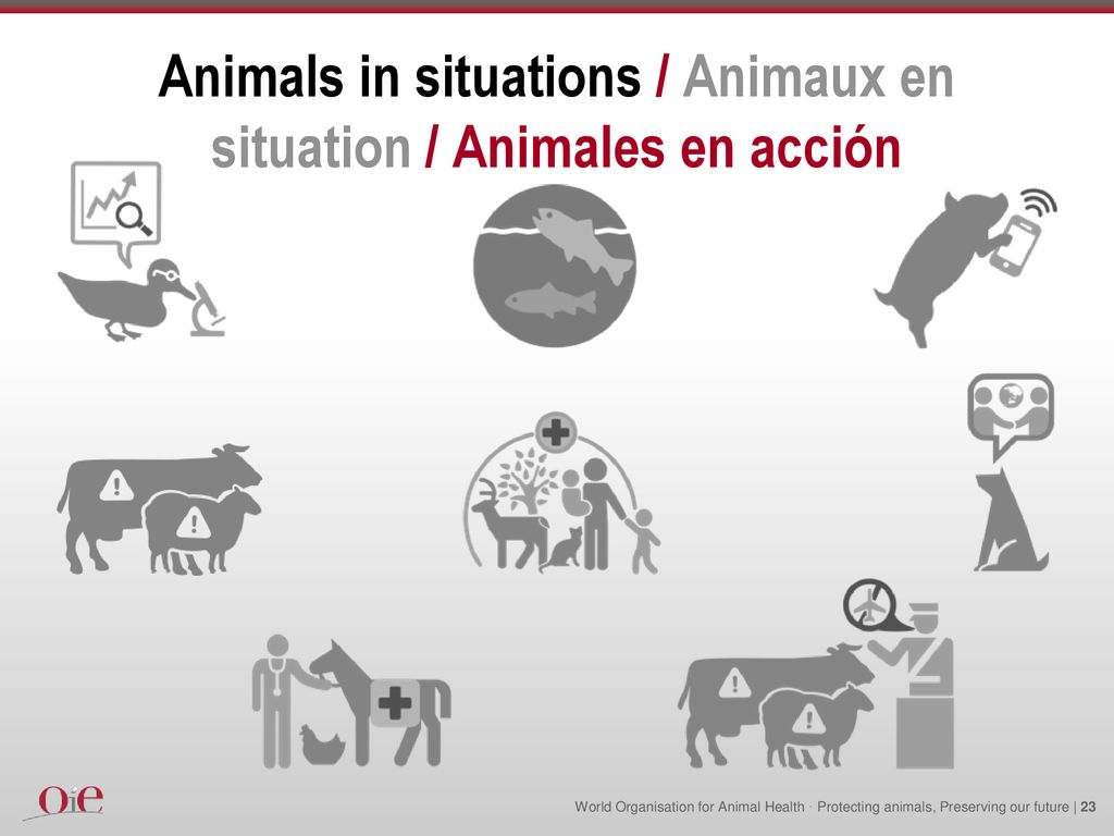 Animals in situations / Animaux en situation / Animales en acción