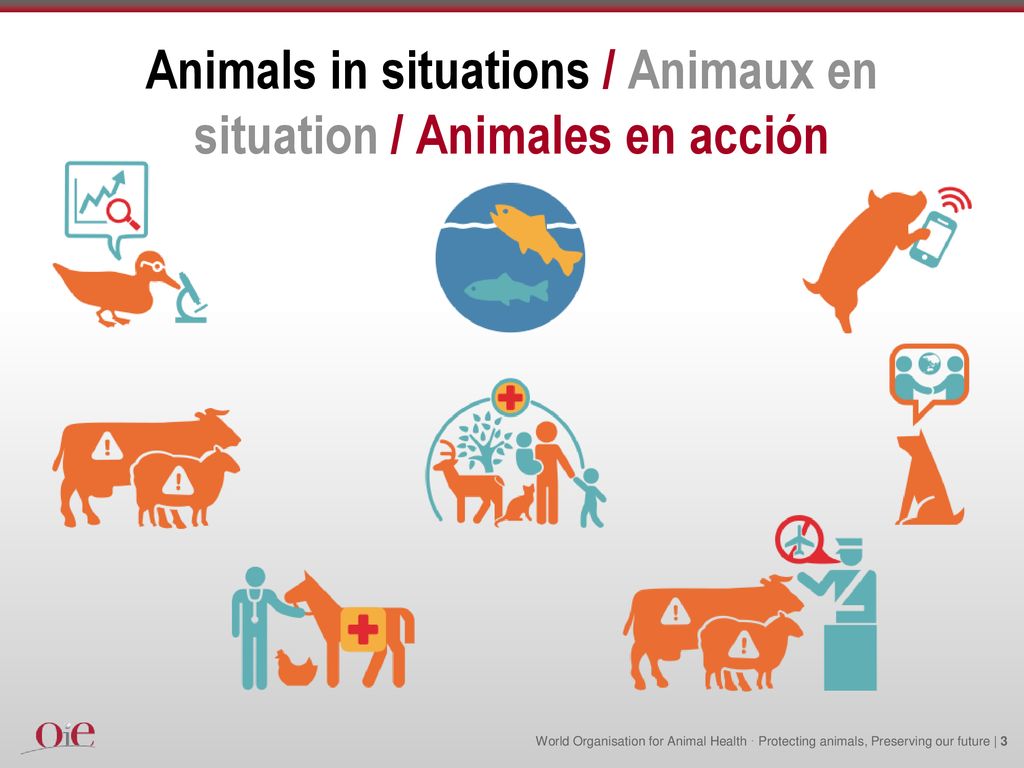 Animals in situations / Animaux en situation / Animales en acción