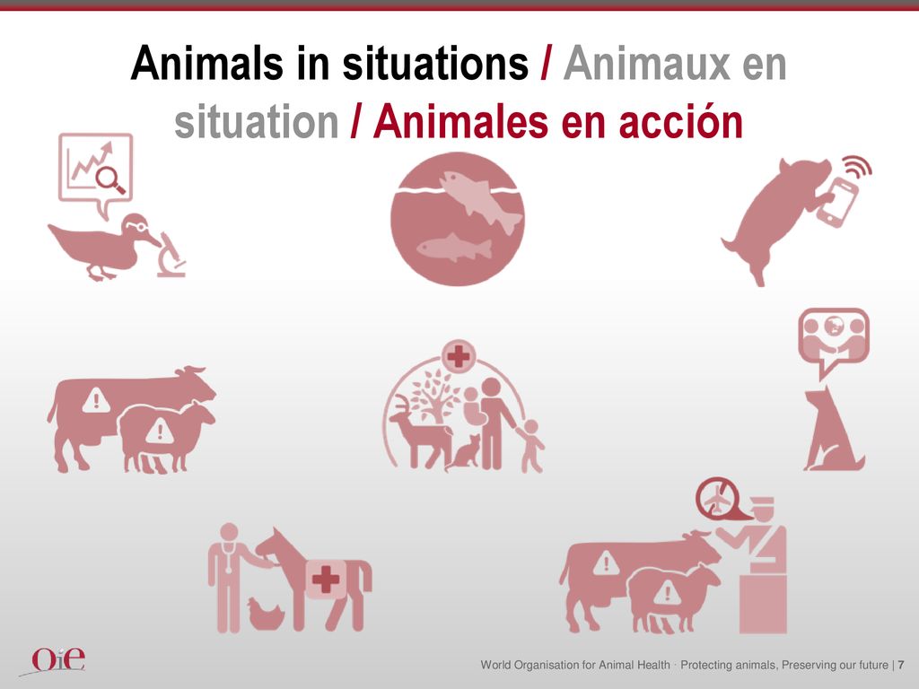 Animals in situations / Animaux en situation / Animales en acción
