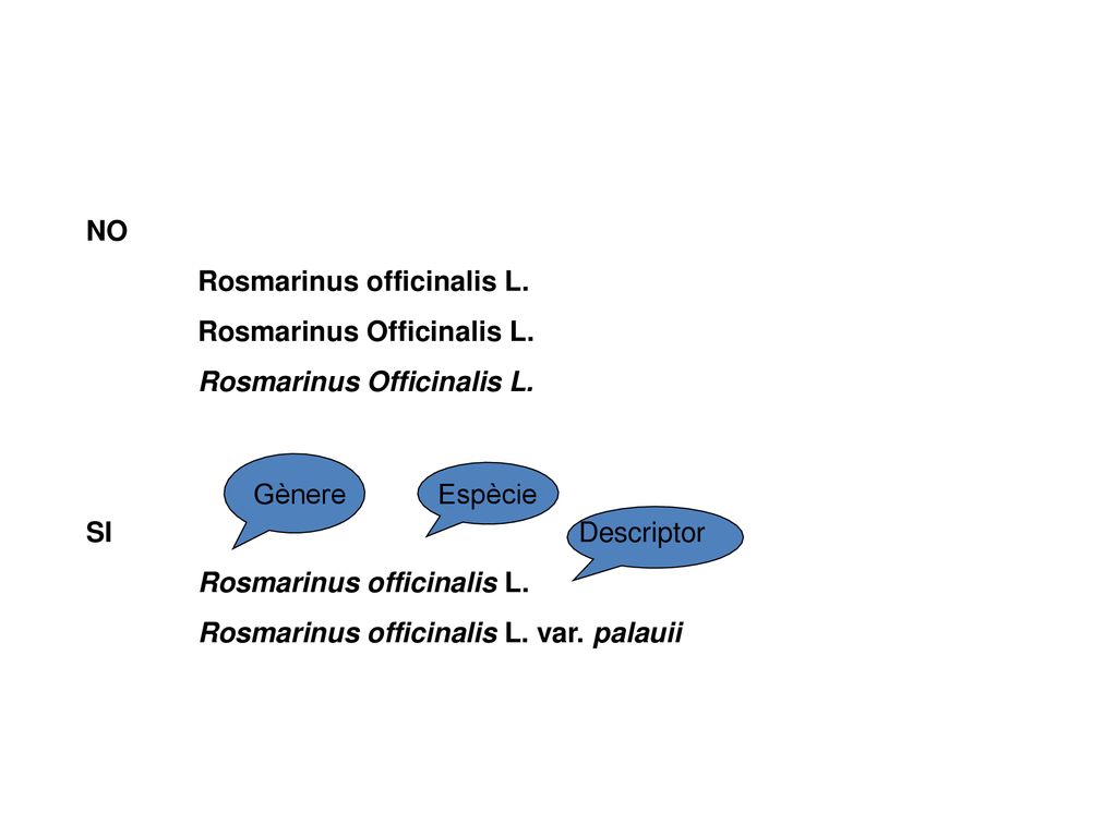 NO Rosmarinus officinalis L. Rosmarinus Officinalis L. SI. Rosmarinus officinalis L. var. palauii.